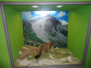Museo sulla Fauna del Parco